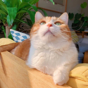 暴露 乳 奶 震动 动漫妓女
